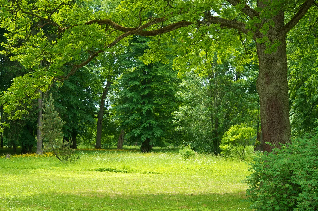 Avenue Plantation