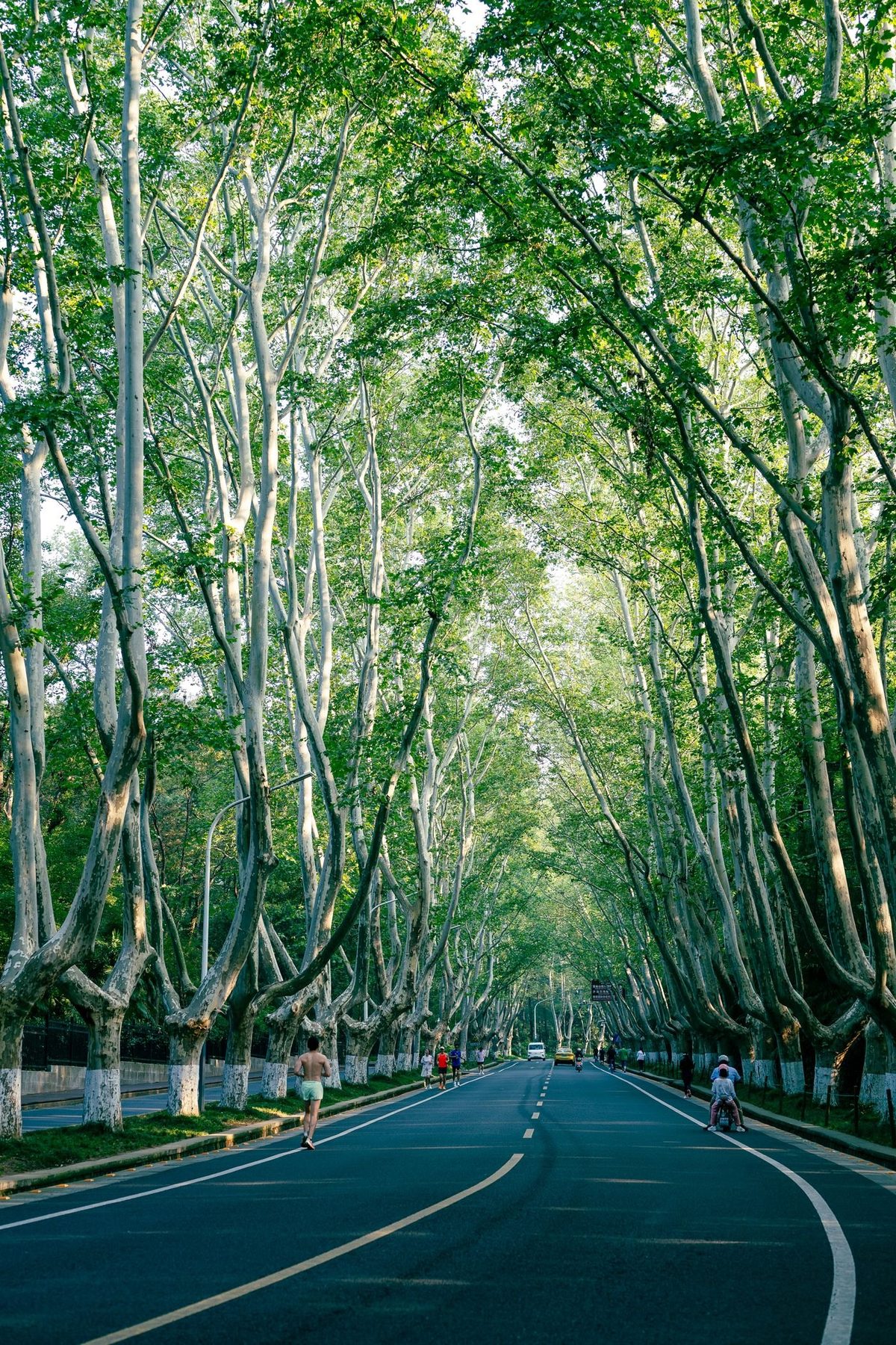 Avenue plantation